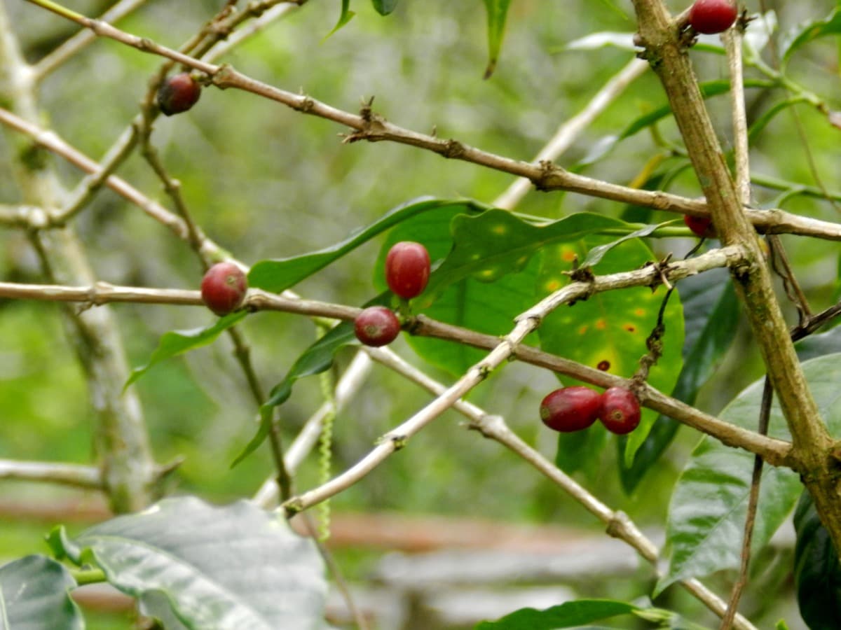 Working coffee finca & cupping