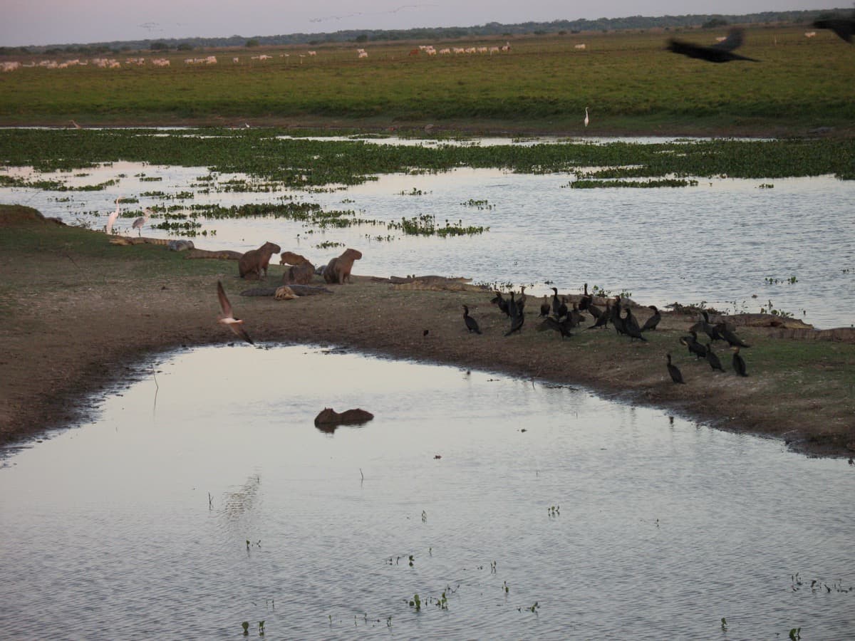 Los Llanos Wildlife Safari: Venezuela's Serengeti