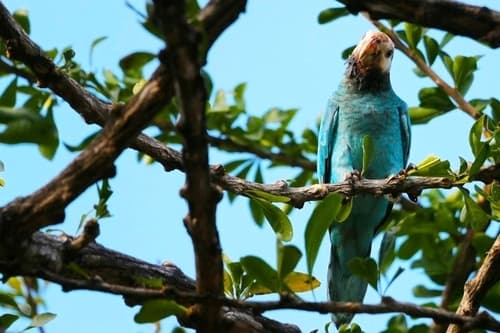 Yellow-shouldered Amazon (Yellow-shouldered Parrot)