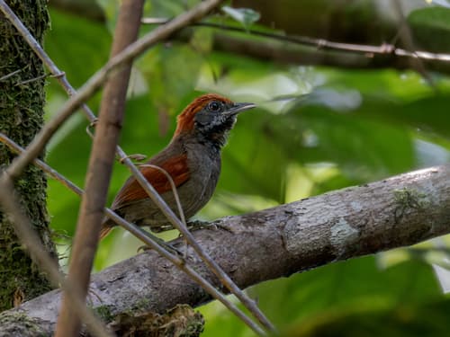 McConnell's Spinetail (tepui form)