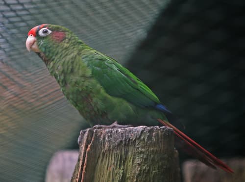 Rose-headed Parakeet