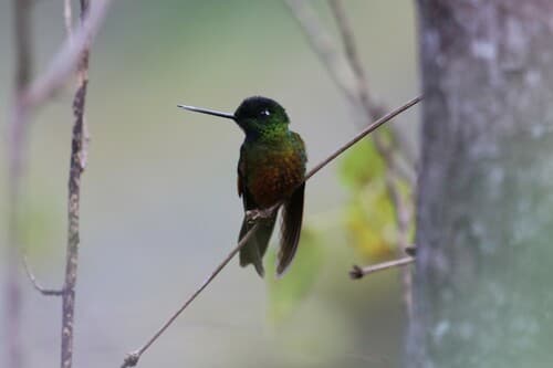 Perija Starfrontlet (Golden-bellied Starfrontlet)