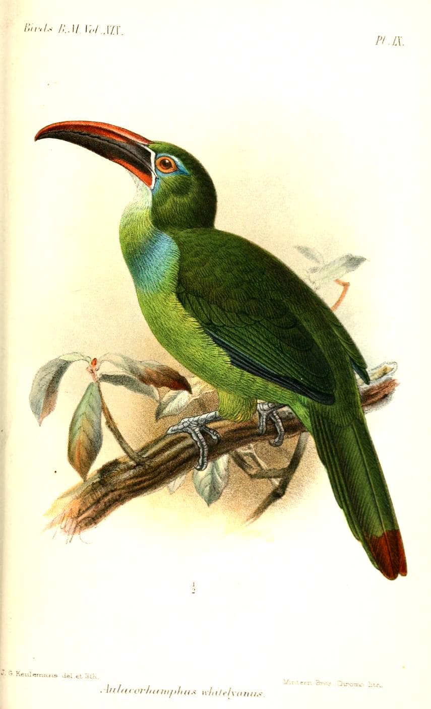 Tepui Toucanet