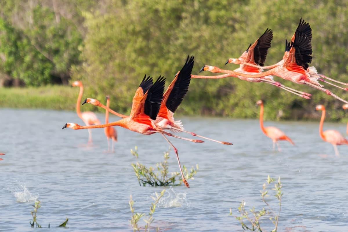 The Scarlet Ibis & the Birds of the Plains