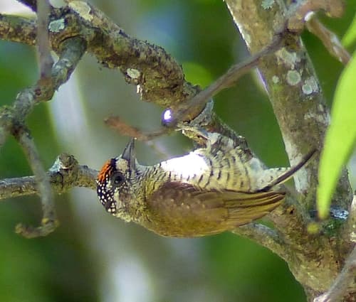 Black-spotted Piculet
