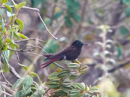 Perija Metaltail