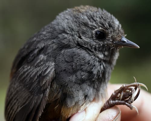 Perija Tapaculo