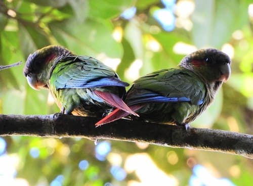 Red-eared Parakeet