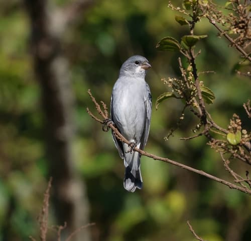 Plumbeous Seedeater (tepui populations)