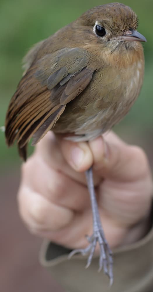 Perija Antpitta