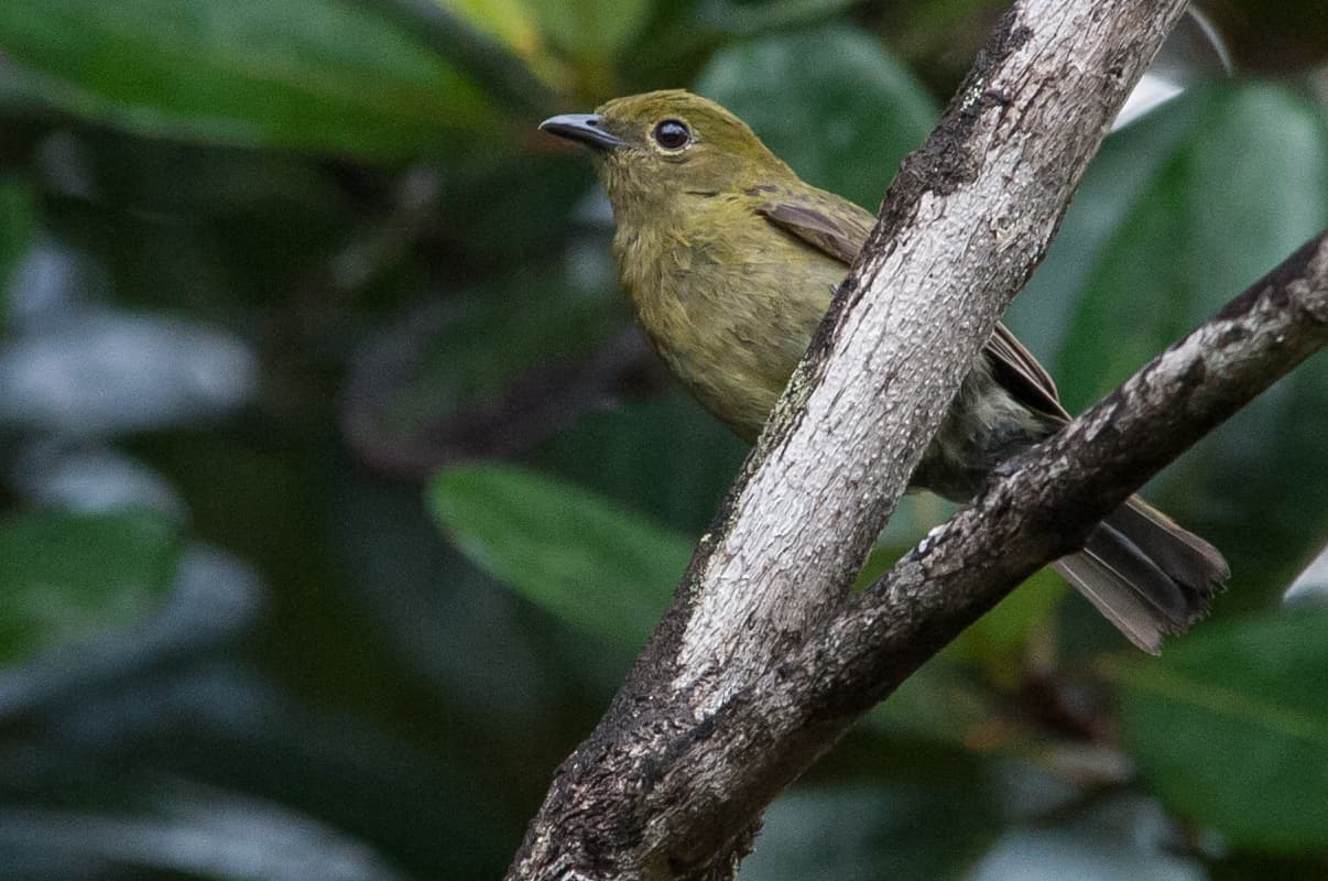 Olive Manakin